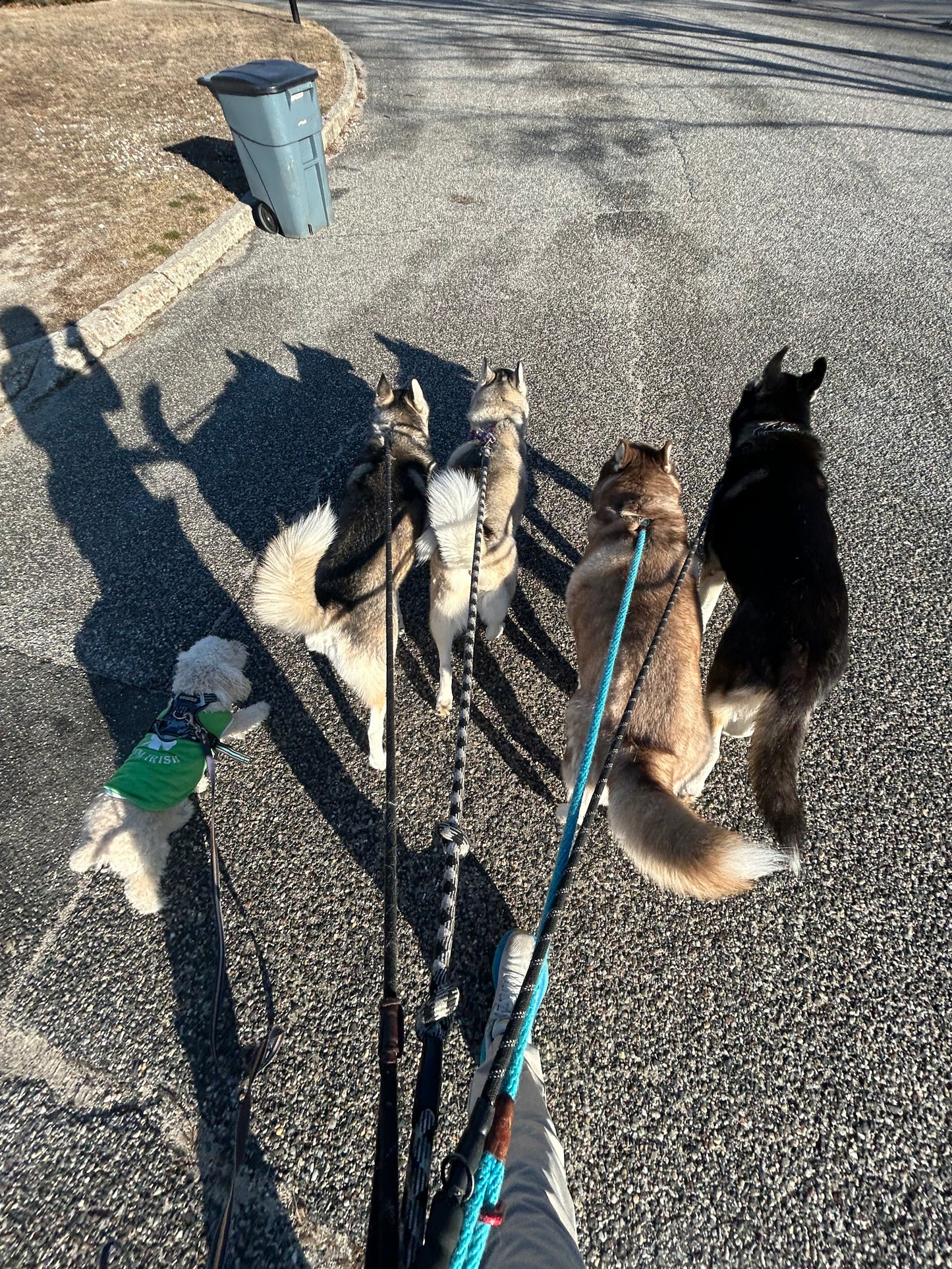 Social Time/Pack Walks