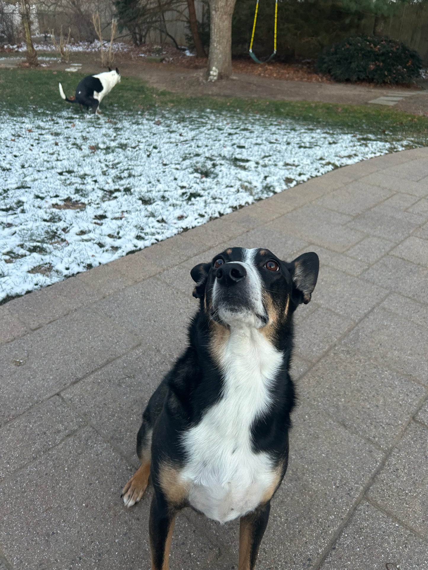 Drop In Visits/Pet Sitting