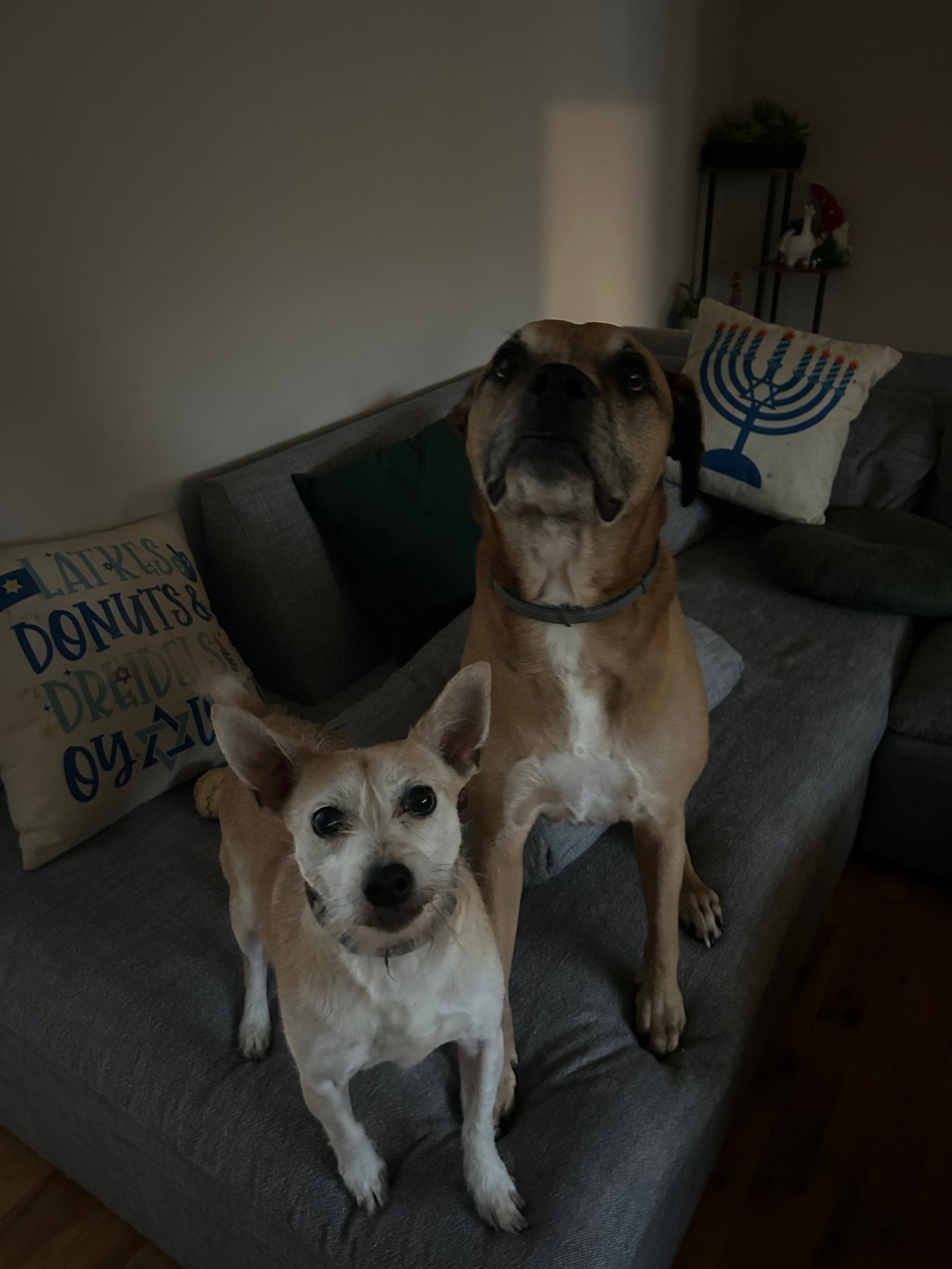 Drop In Visits/Pet Sitting