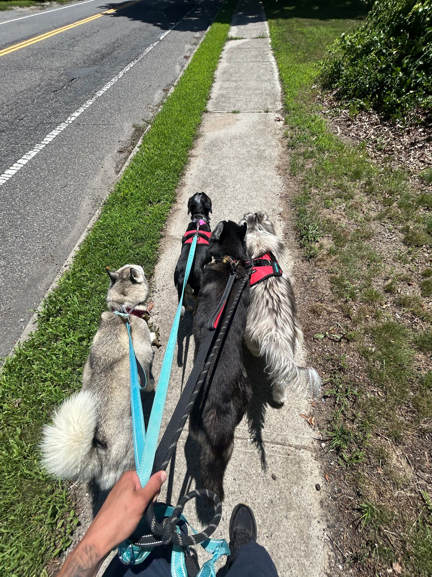Dog Walking