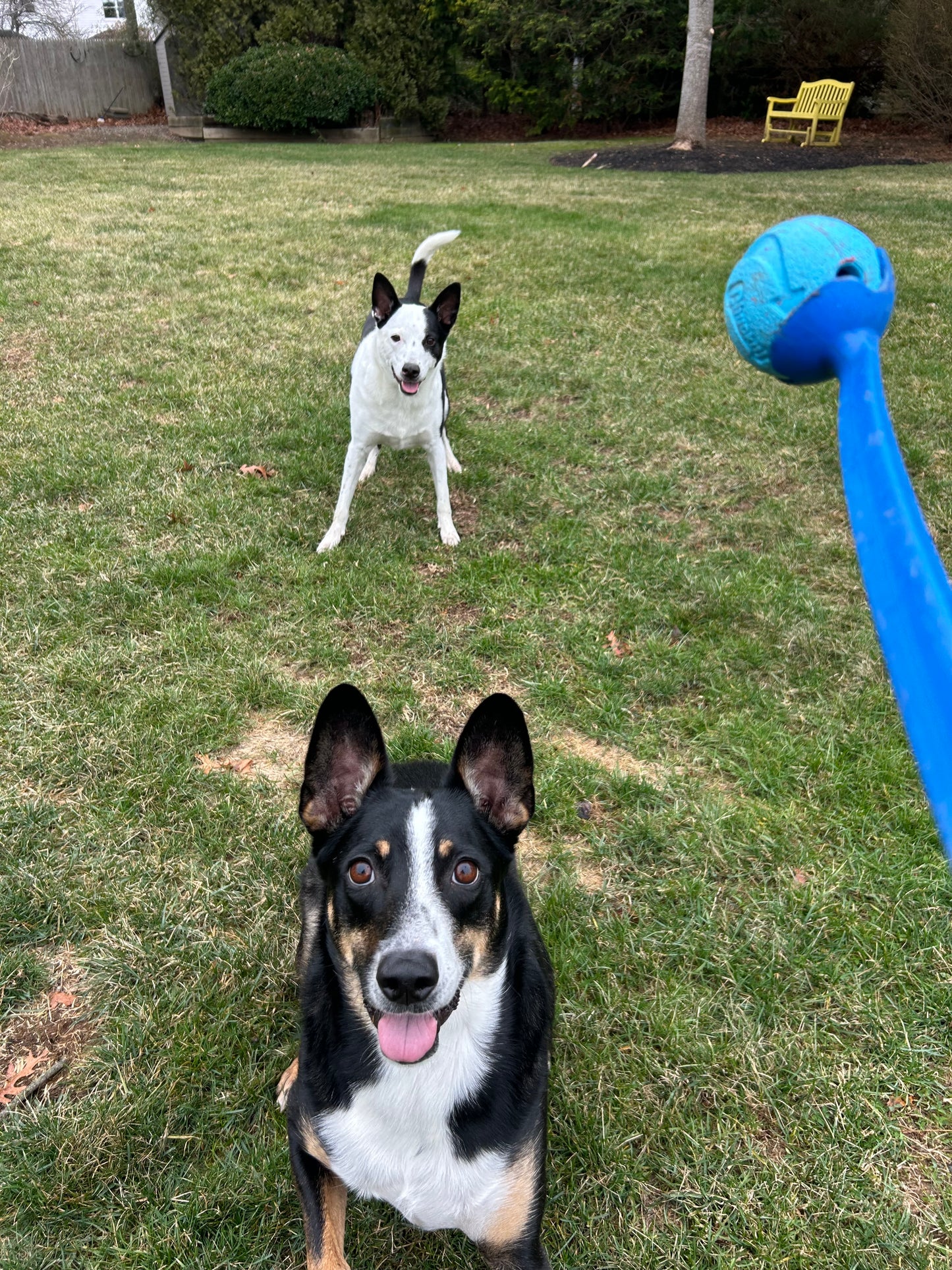 Drop In Visits/Pet Sitting