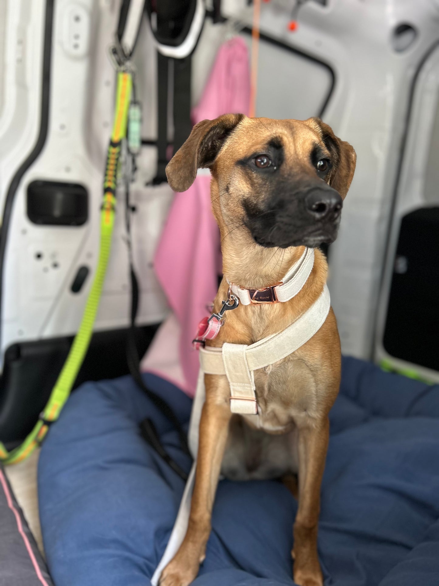 Buddies Van Transportation