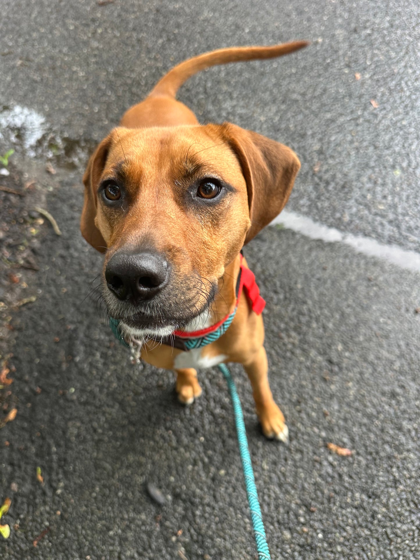 Dog Walking