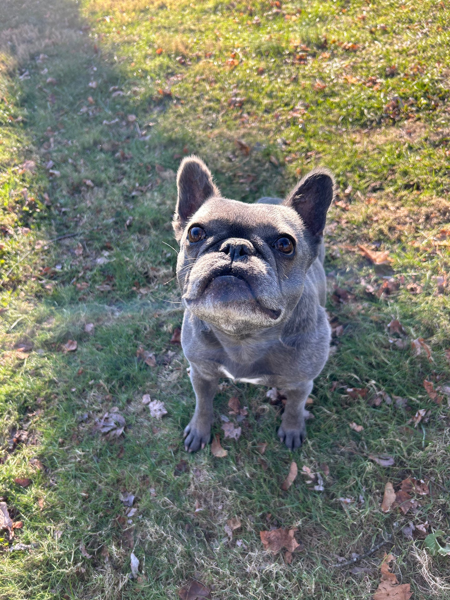 Drop In Visits/Pet Sitting