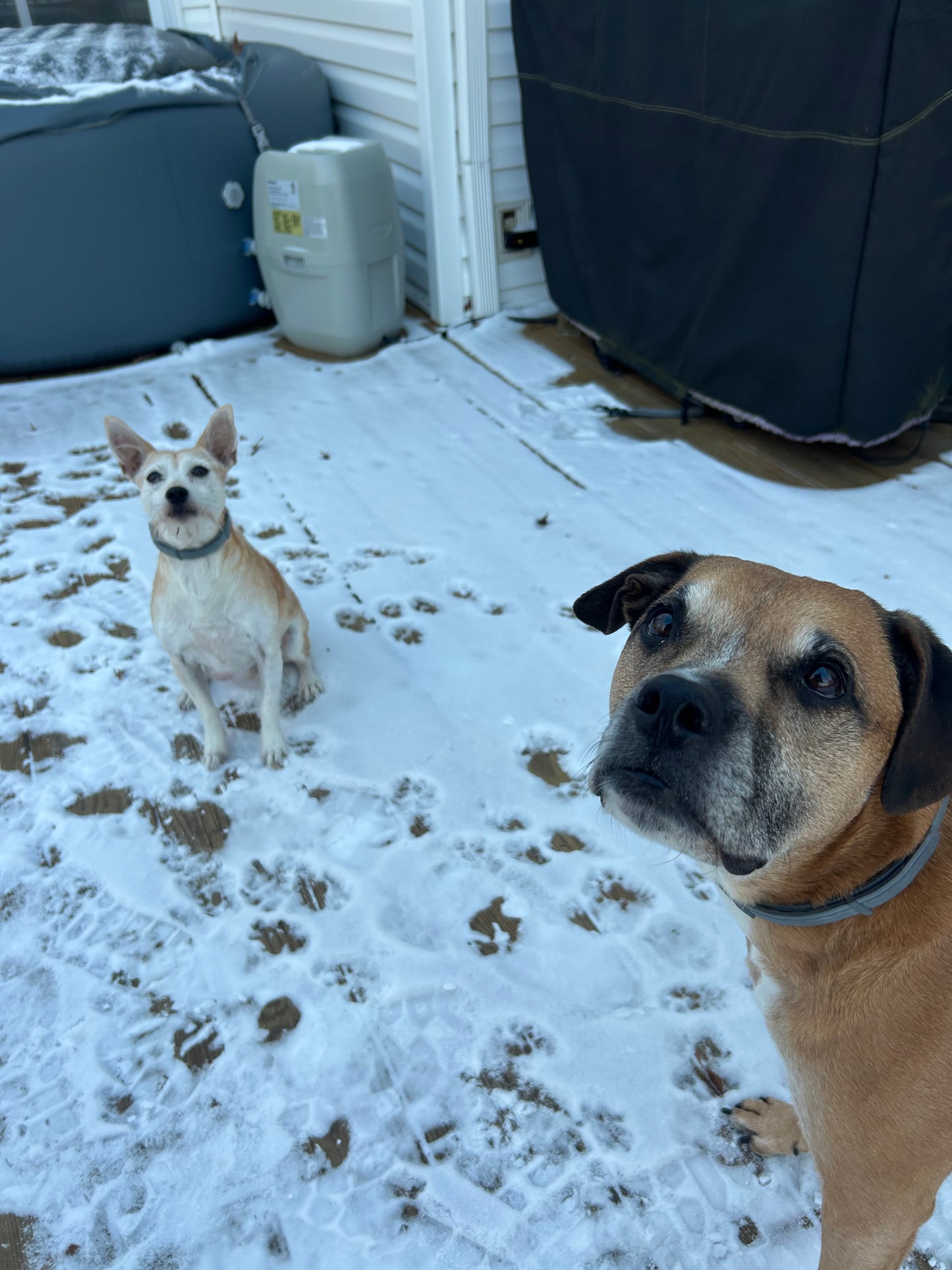 Drop In Visits/Pet Sitting