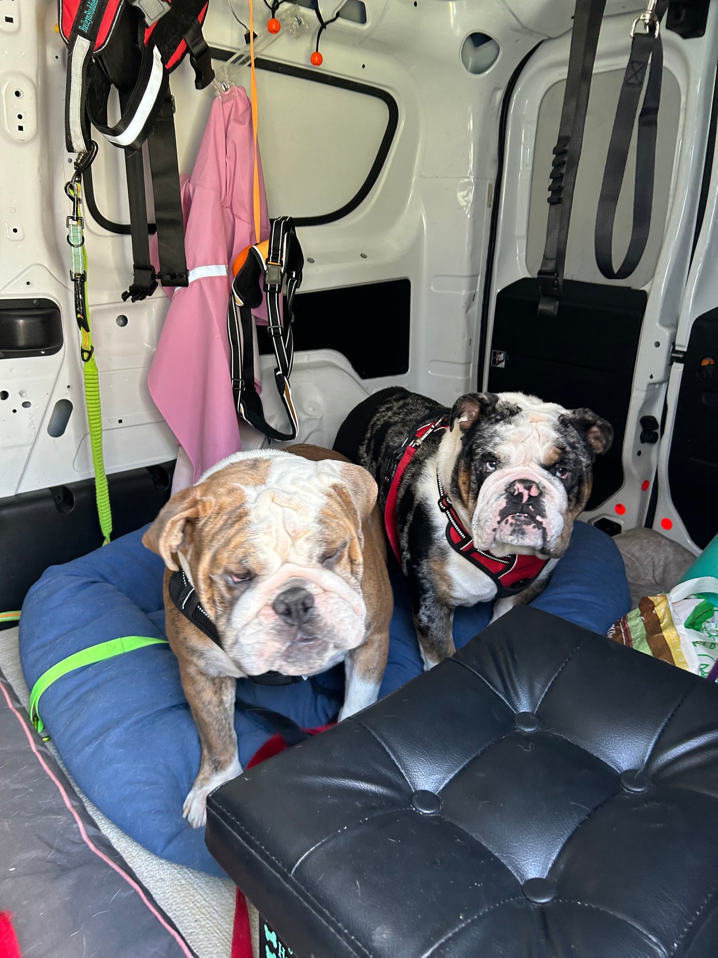 Buddies Van Transportation