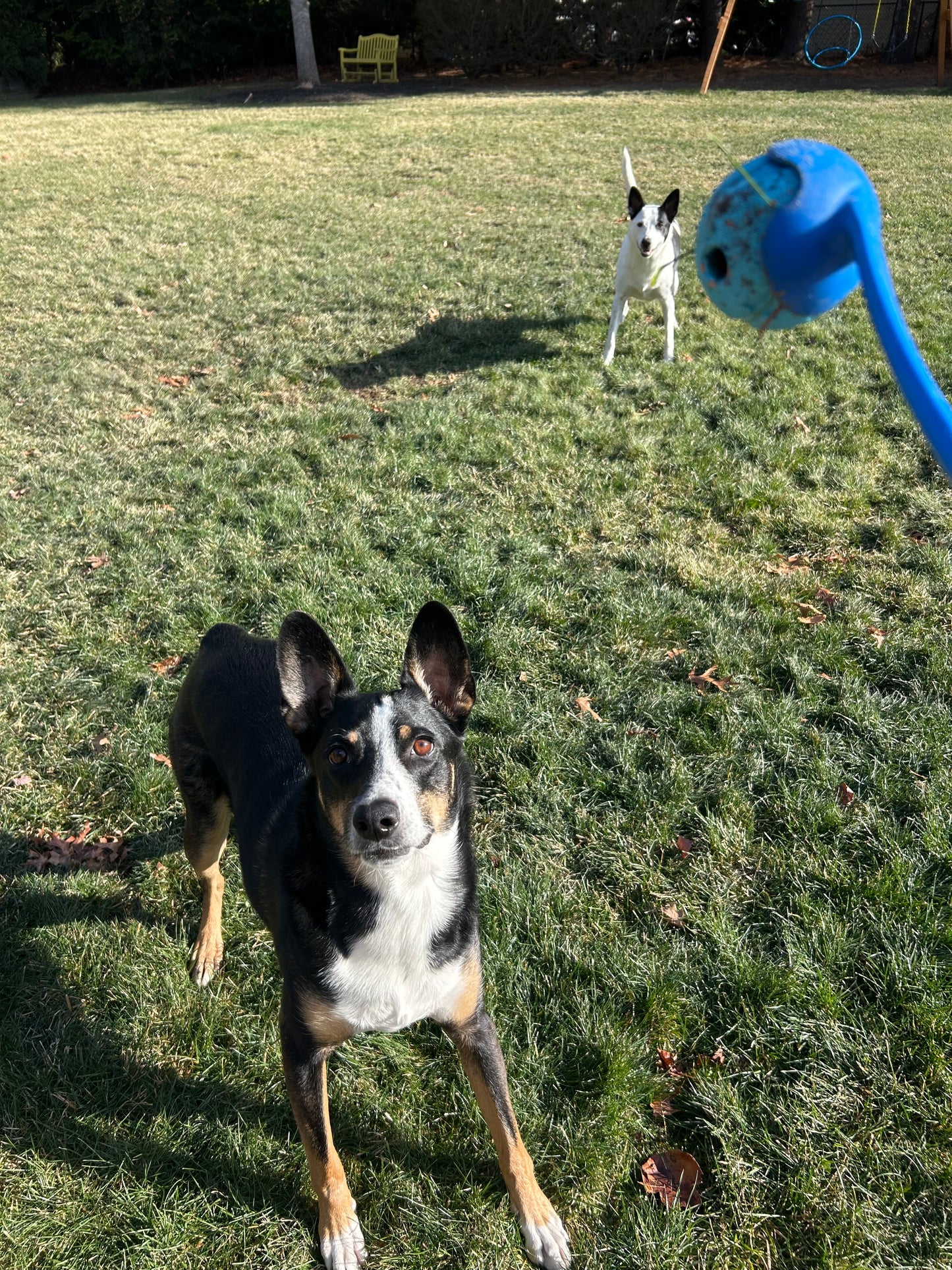 Drop In Visits/Pet Sitting