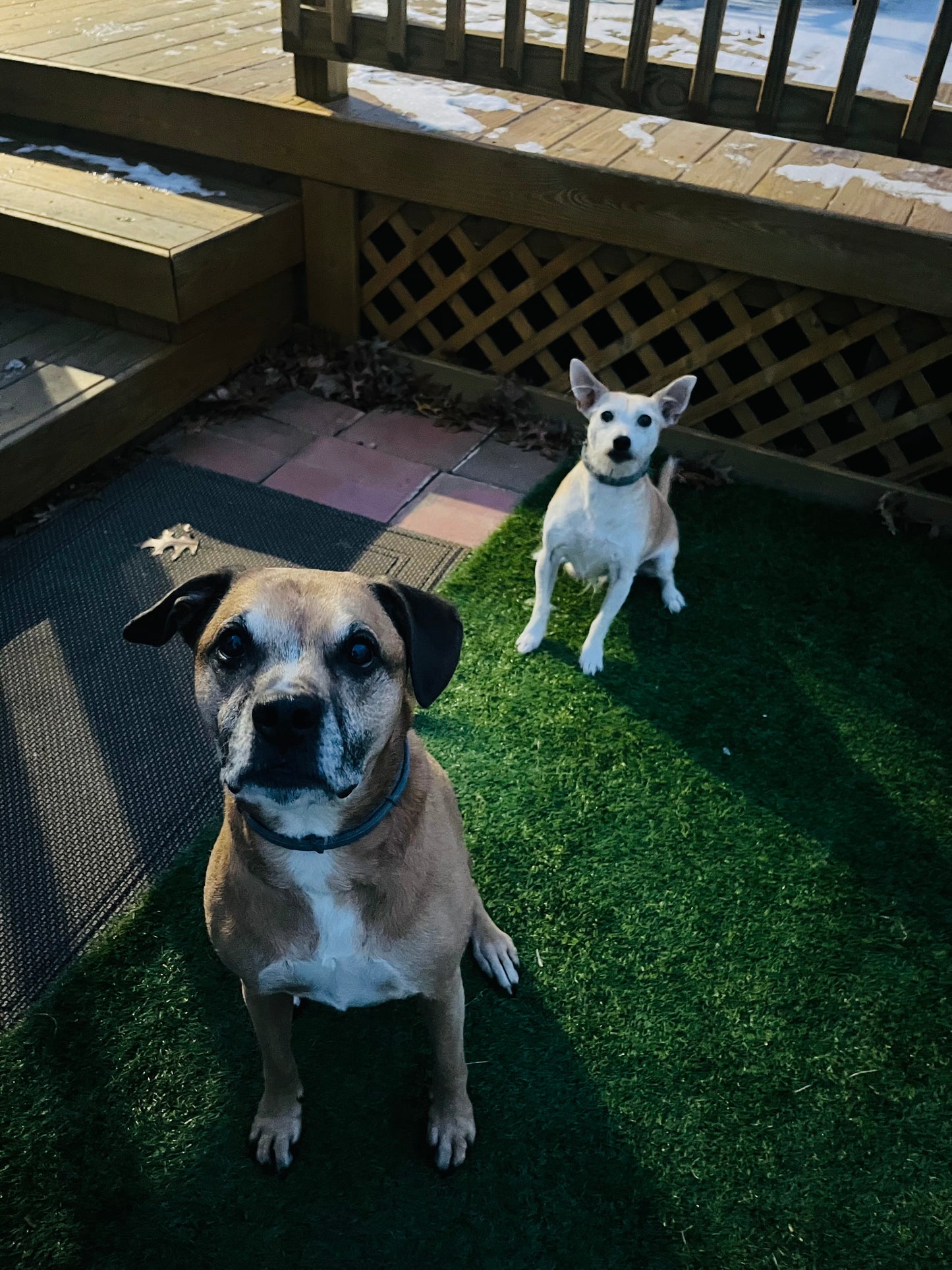 Drop In Visits/Pet Sitting