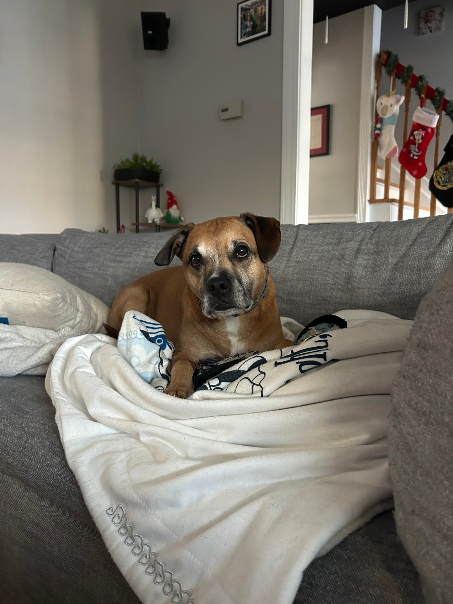 Drop In Visits/Pet Sitting