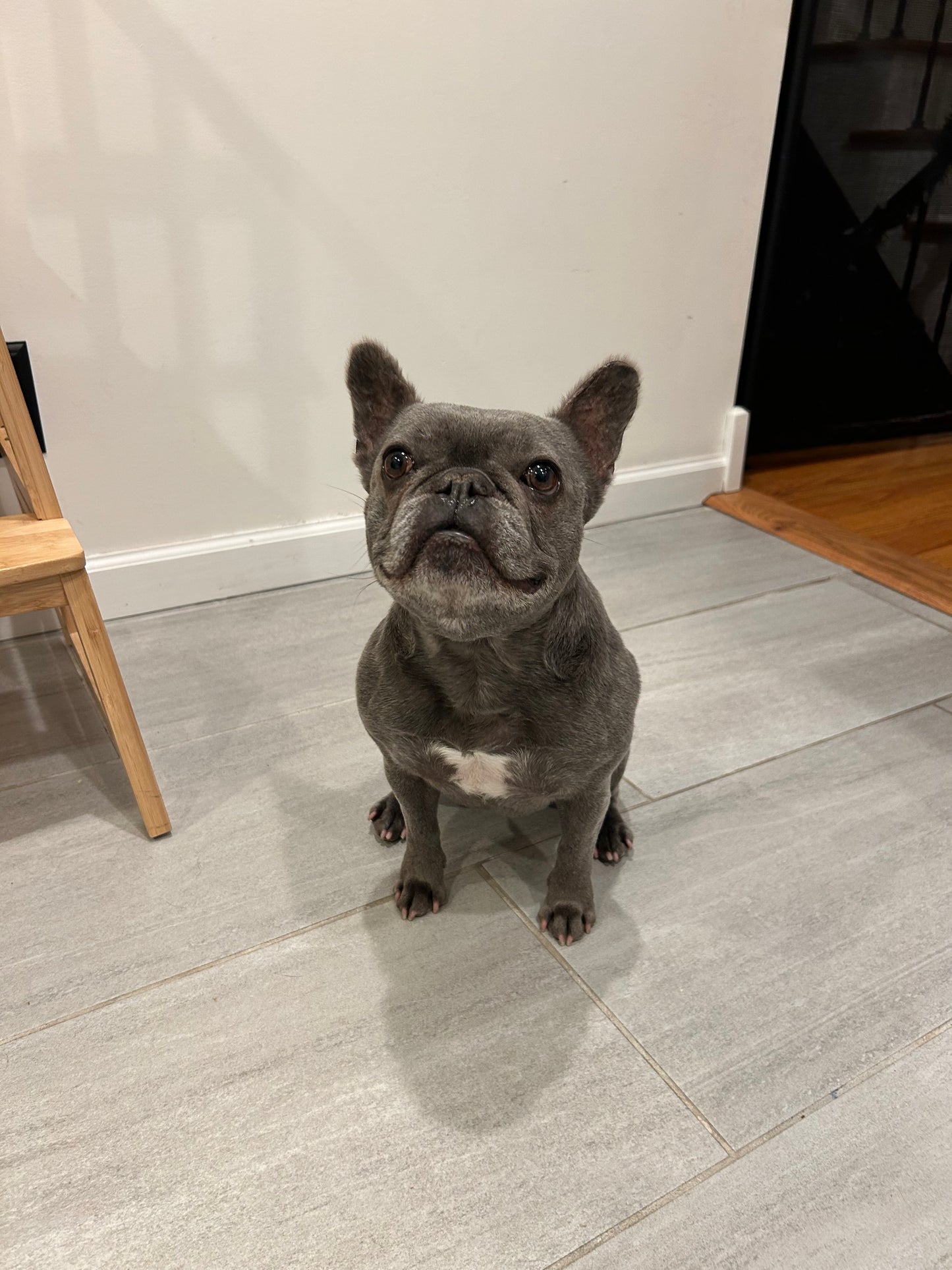Drop In Visits/Pet Sitting