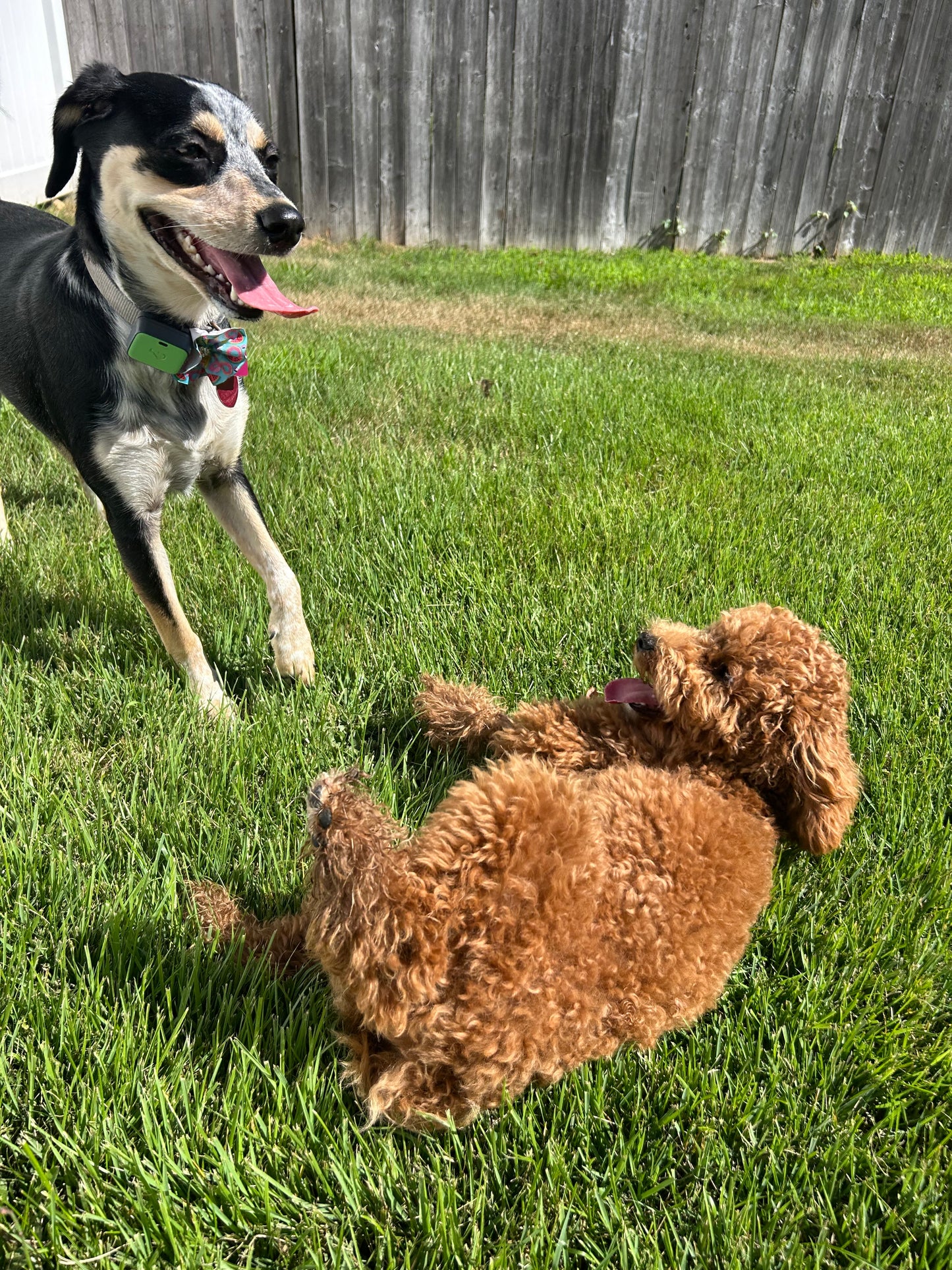 Buddies Daycation