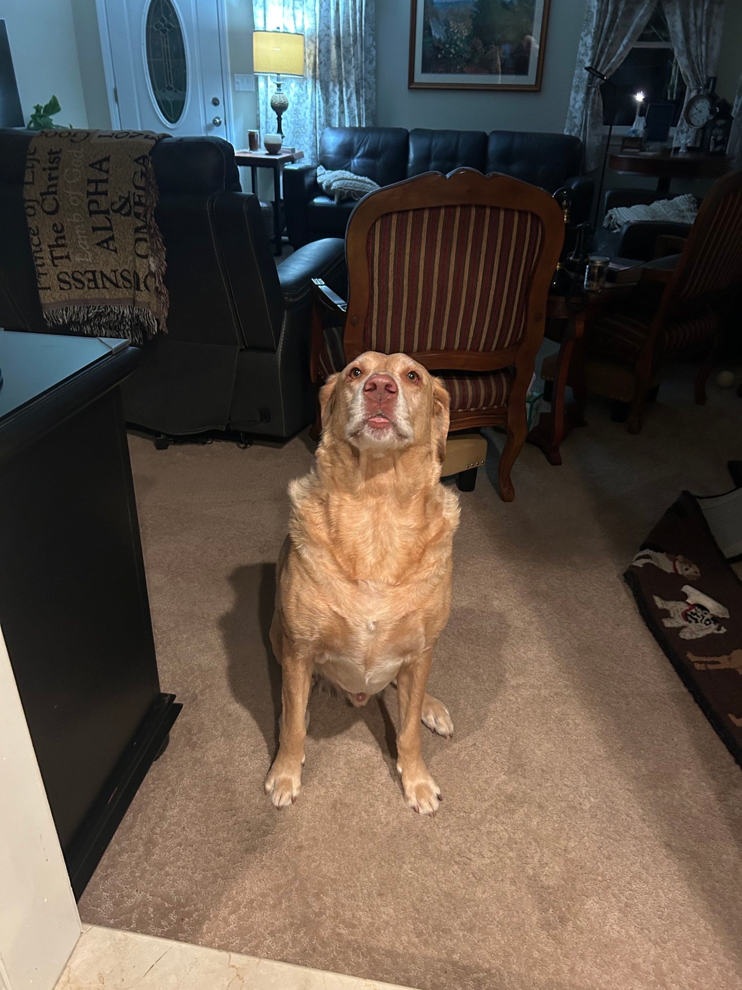 Drop In Visits/Pet Sitting