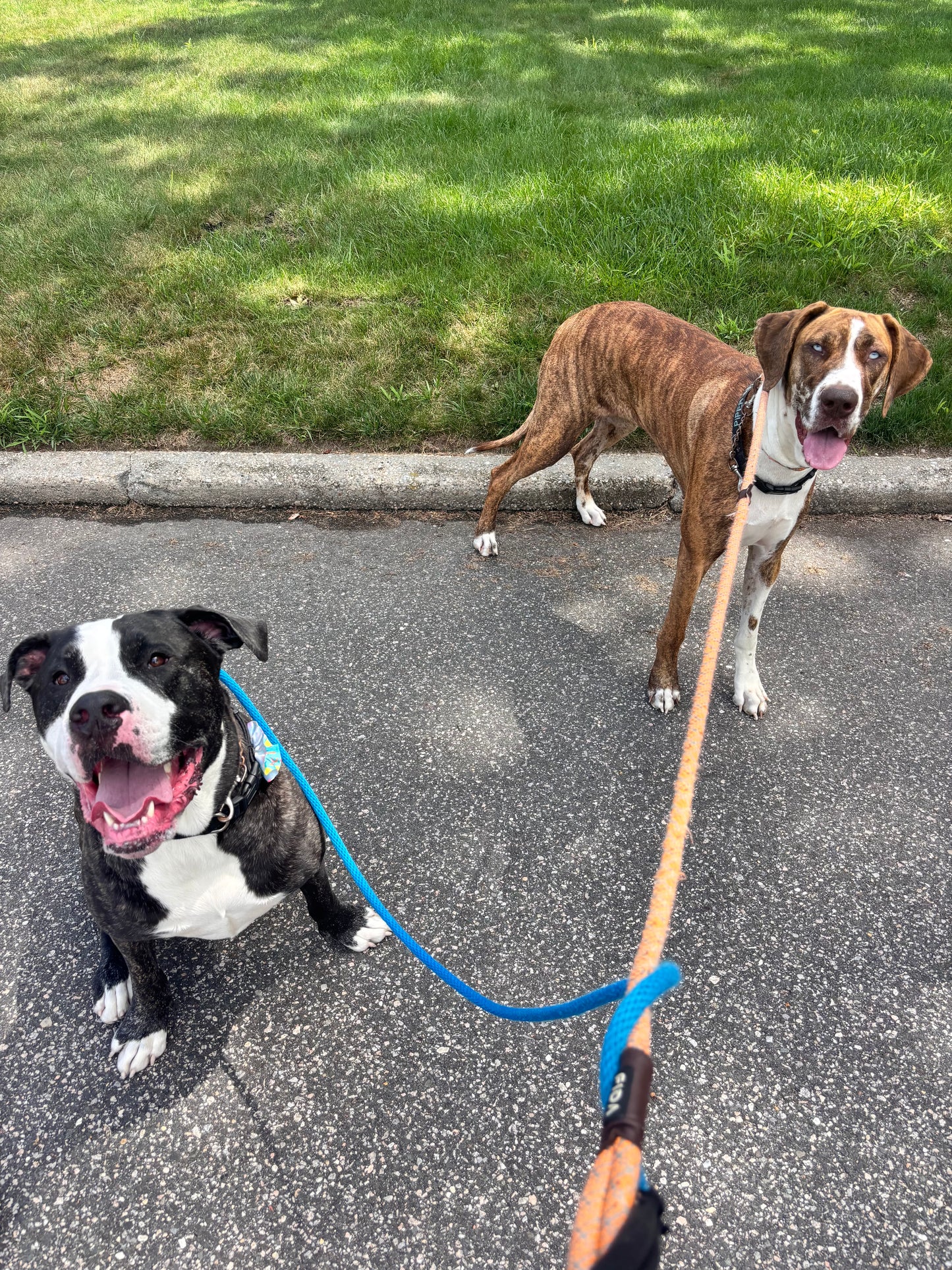 Dog Walking