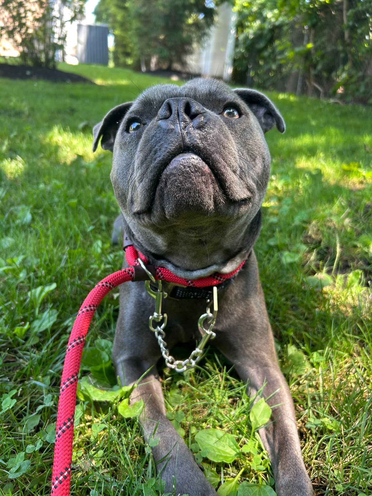Dog Walking
