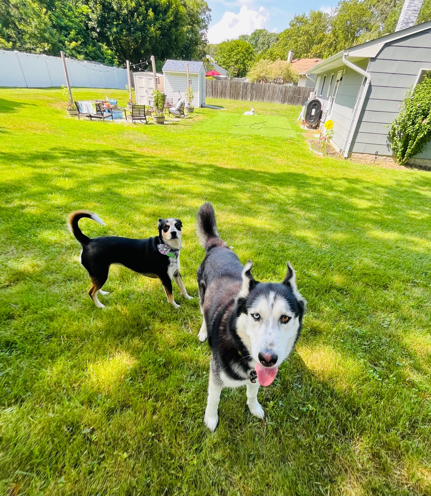 Buddies Barkcation