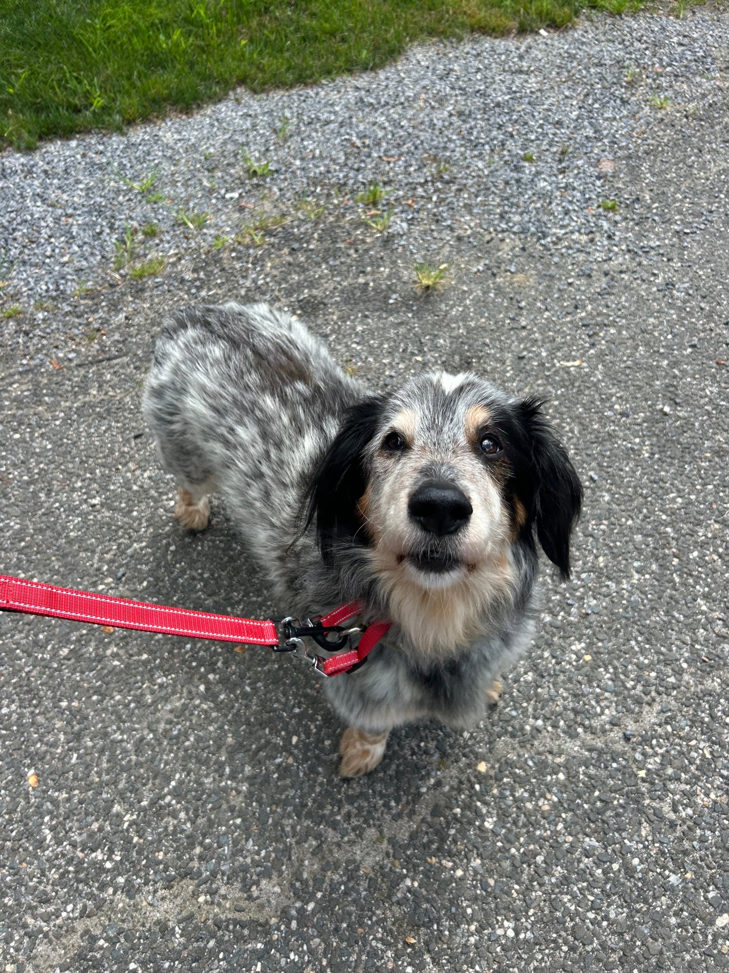 Dog Walking