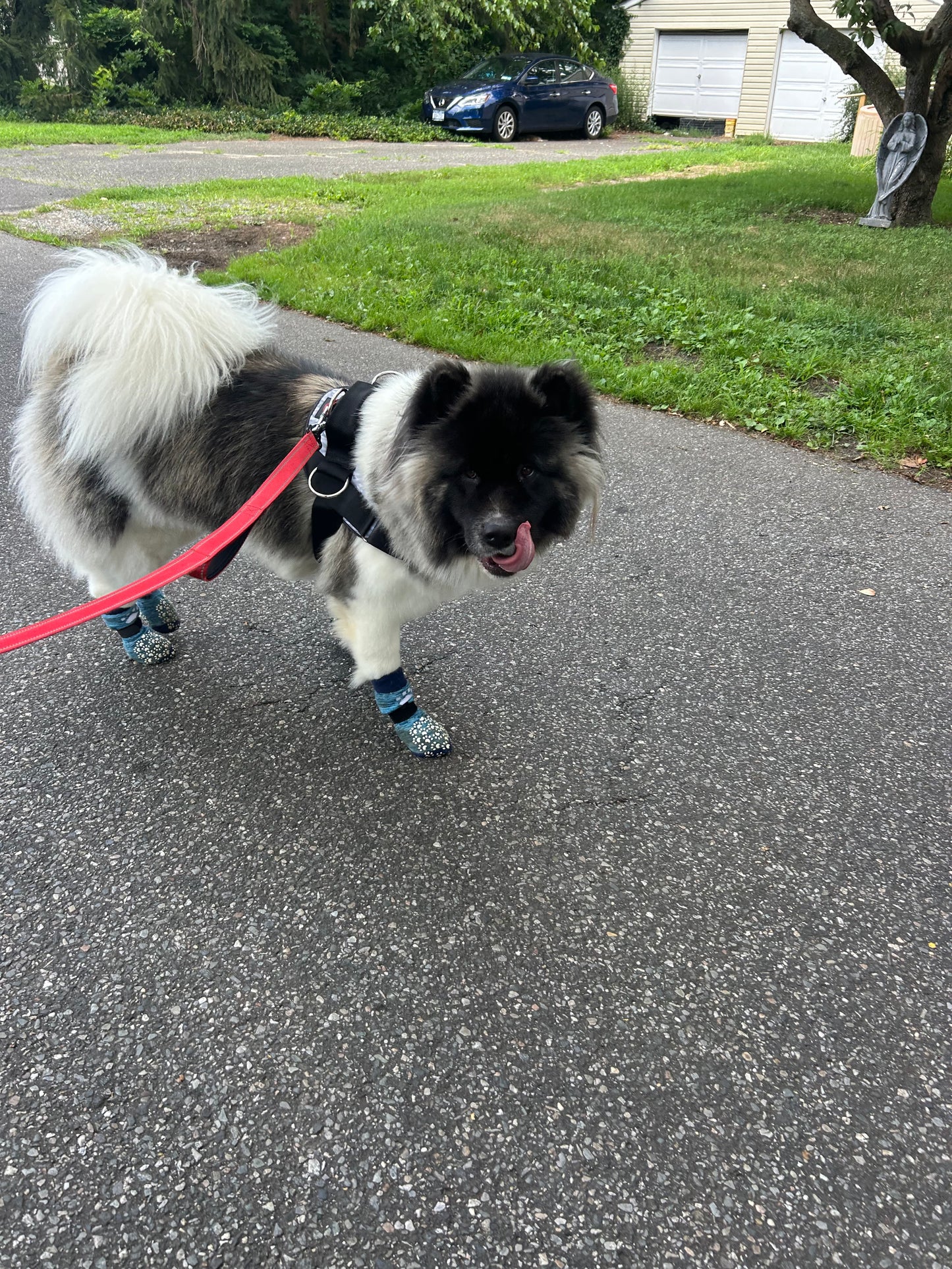 Dog Walking