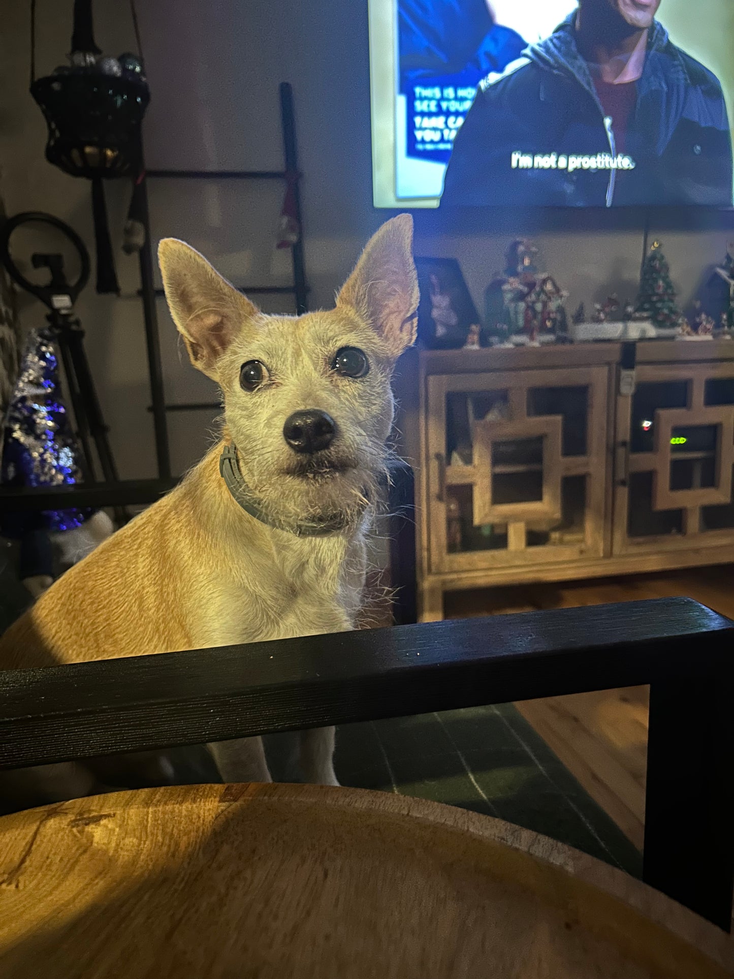 Drop In Visits/Pet Sitting