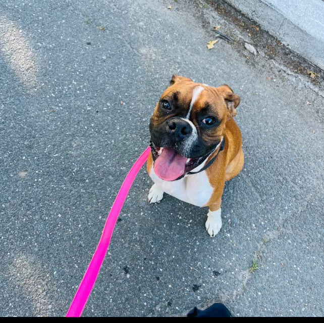 Jacquelyn’s Buddies Runs
