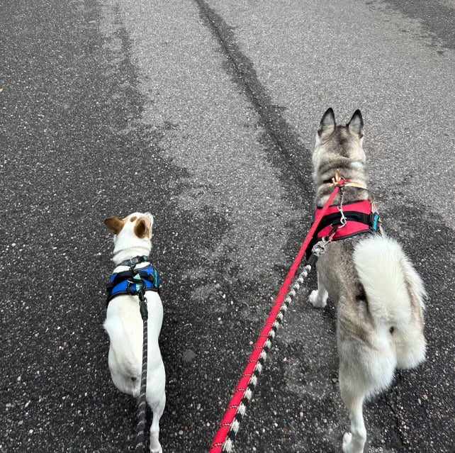 Jacquelyn’s Buddies Runs