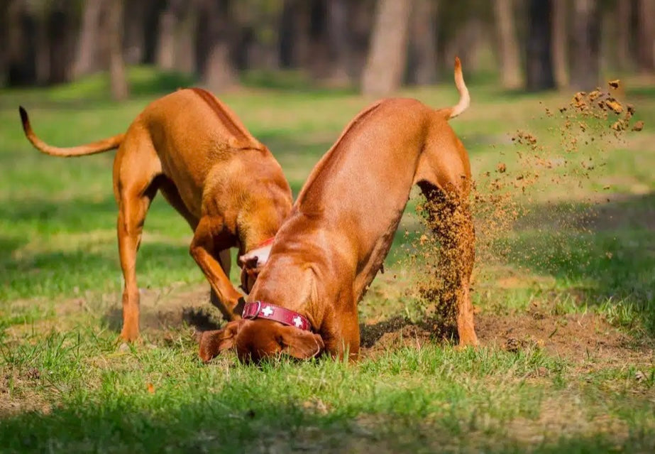 Hole Filling