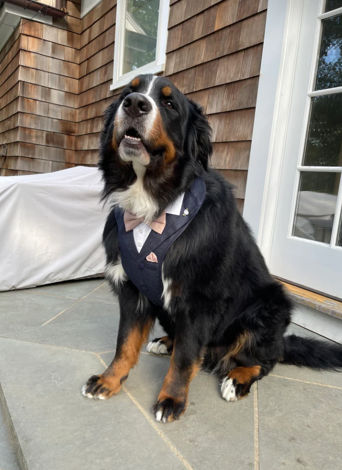 Wedding Assitance
