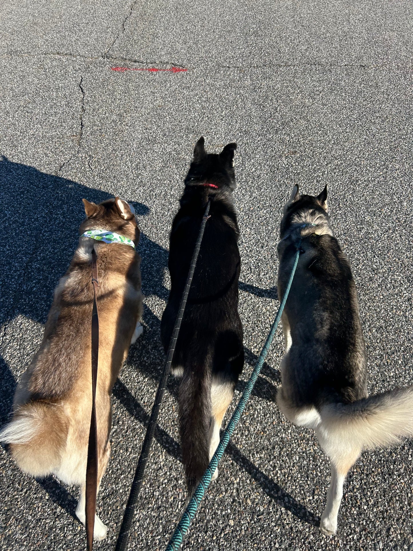 Social Time/Pack Walks