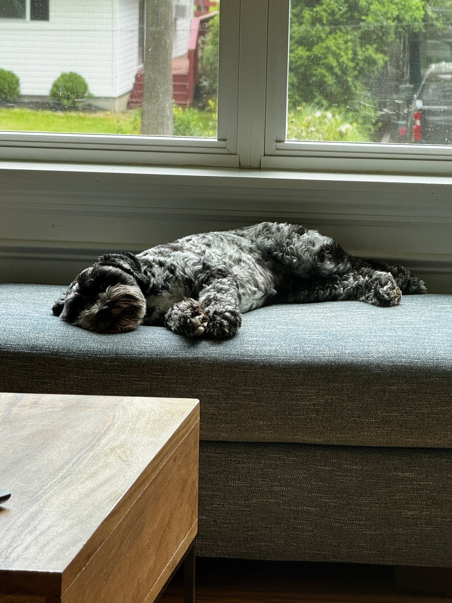 Drop In Visits/Pet Sitting