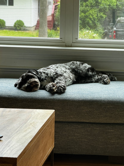 Drop In Visits/Pet Sitting