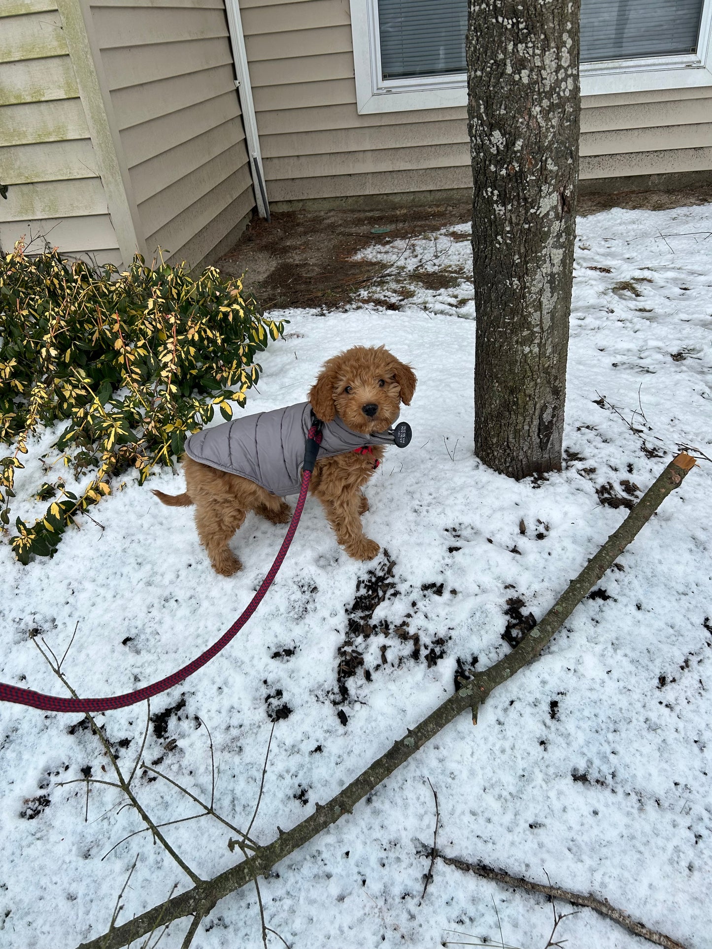 Leash Work