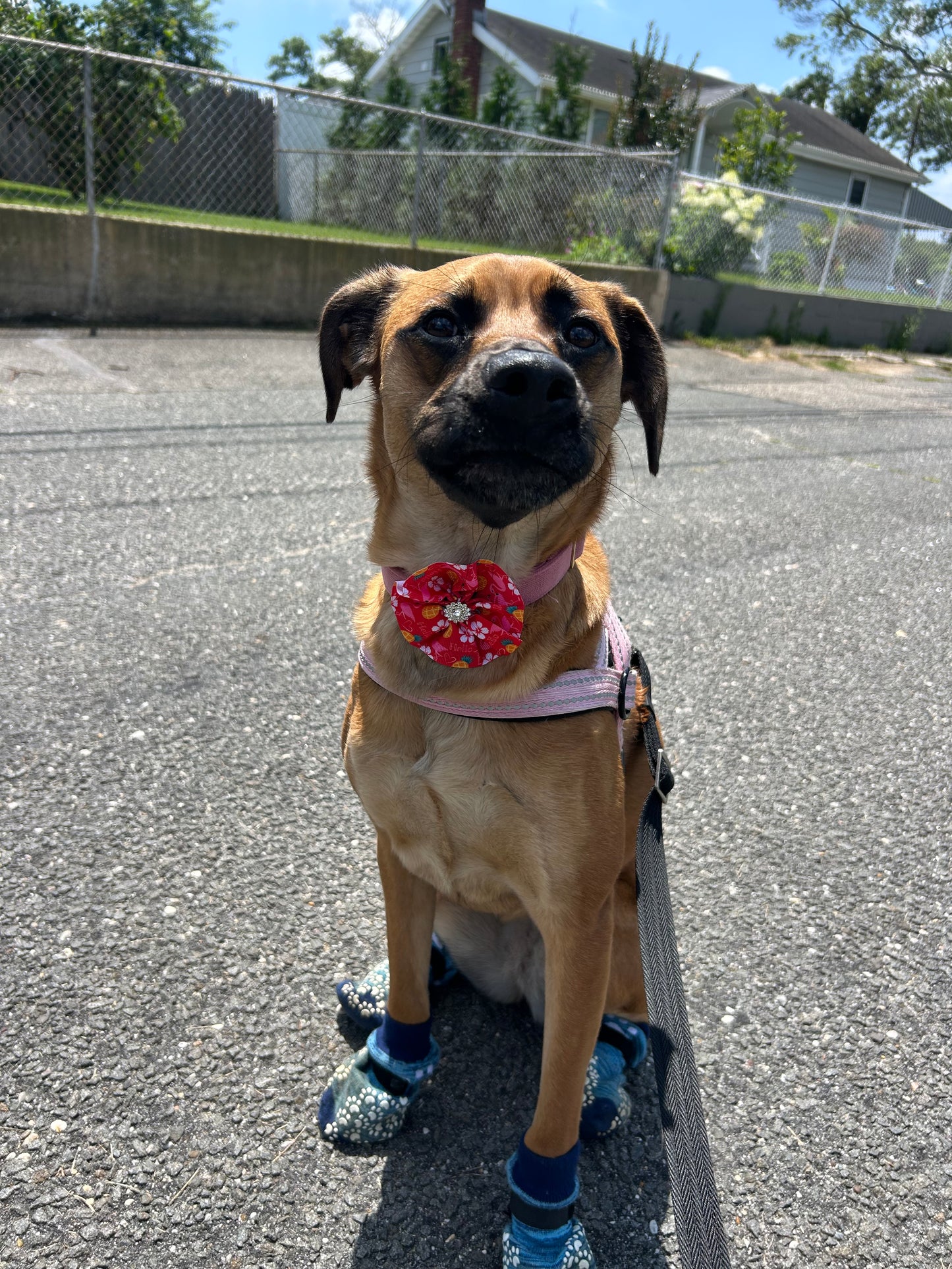 Dog Walking