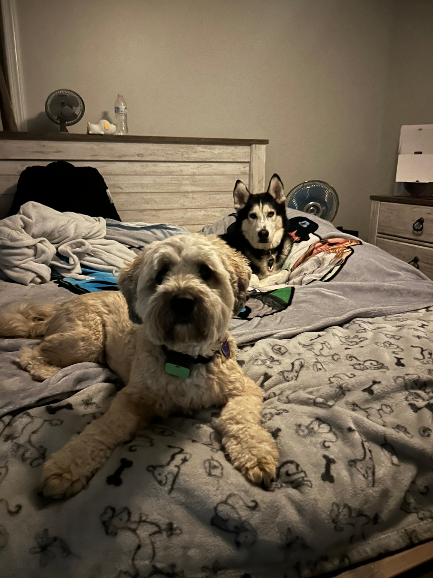 Buddies Barkcation
