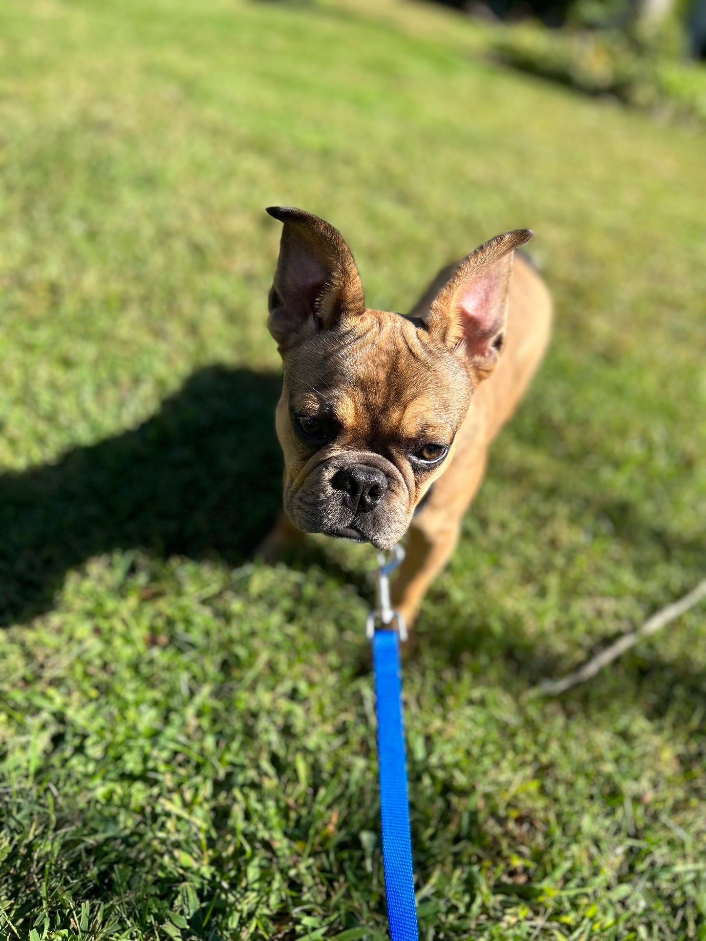 Leash Work