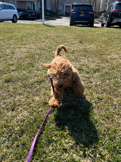 Leash Work