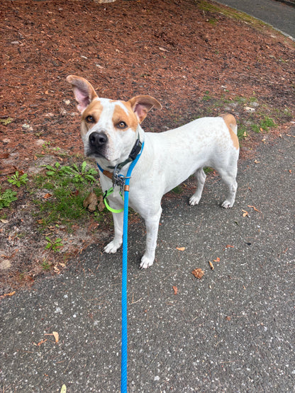 Dog Walking