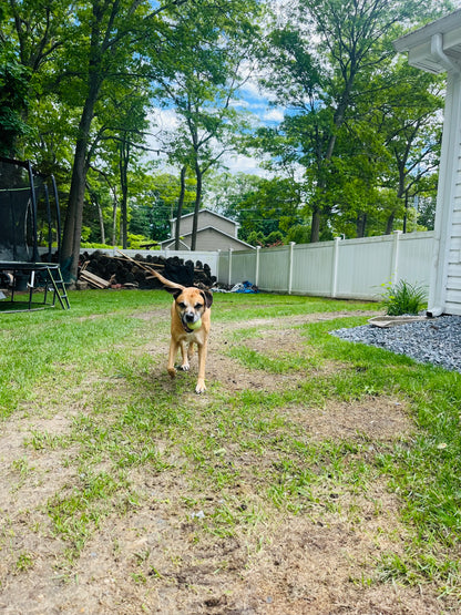 Drop In Visits/Pet Sitting