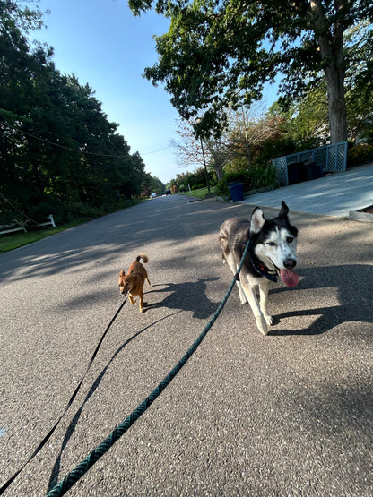 Dog Walking