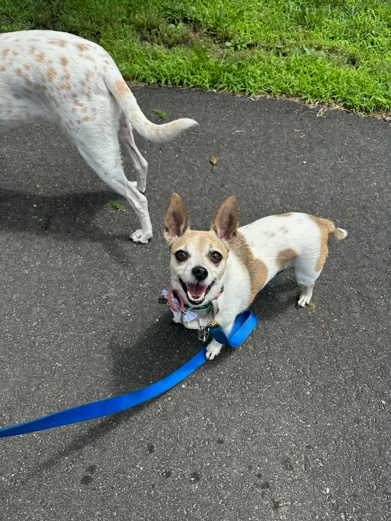 Dog Walking