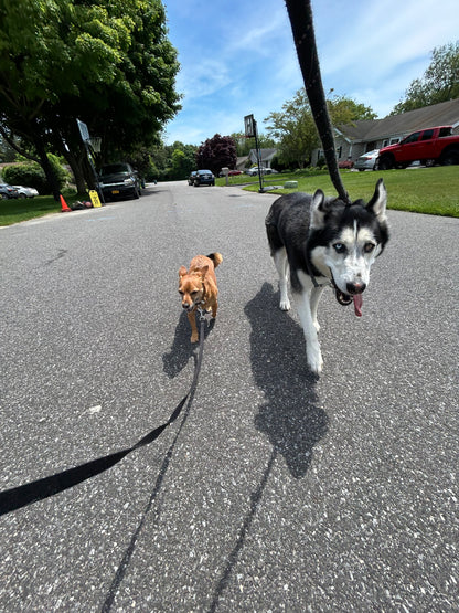 Leash Work