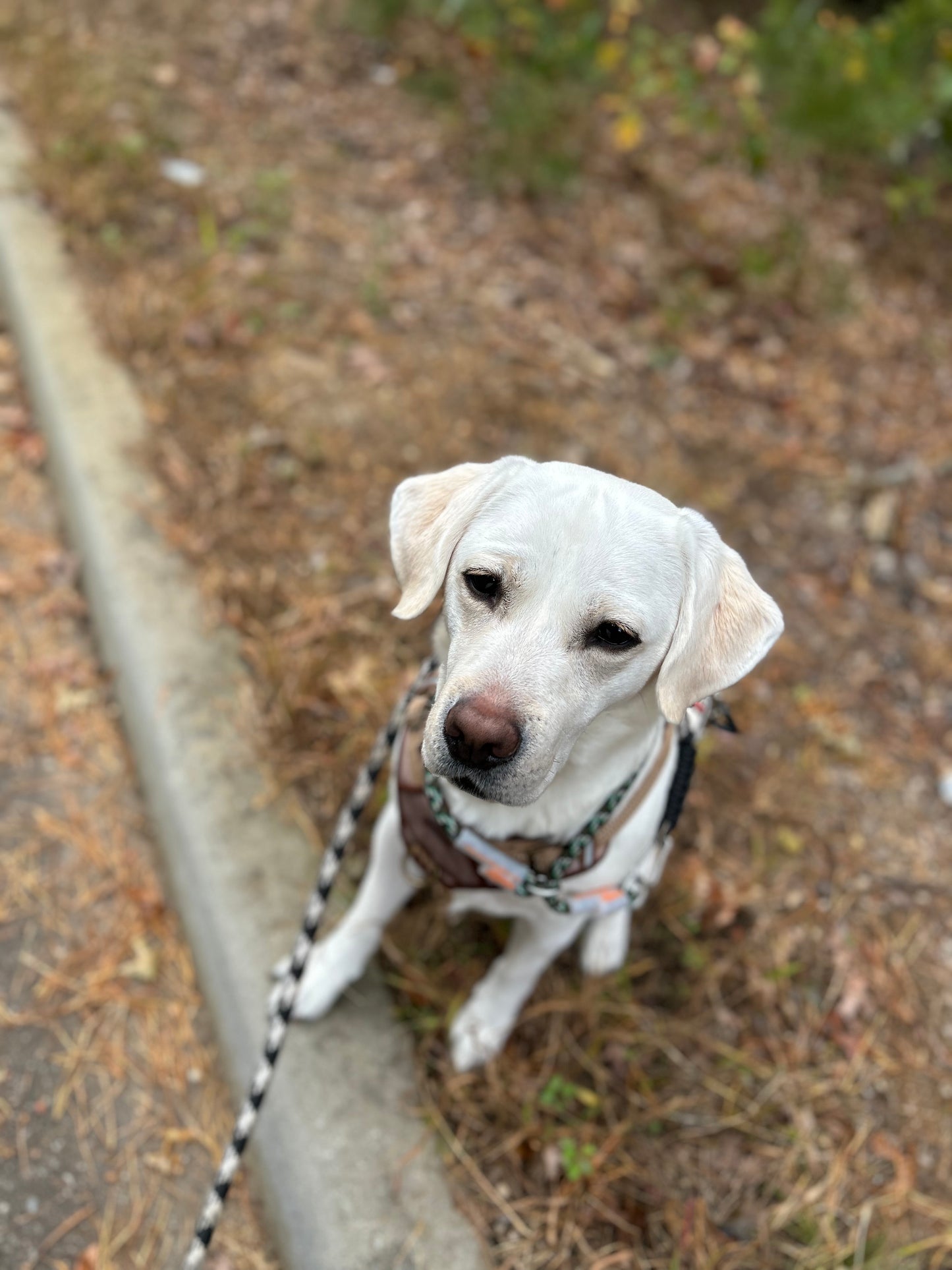 Drop In Visits/Pet Sitting