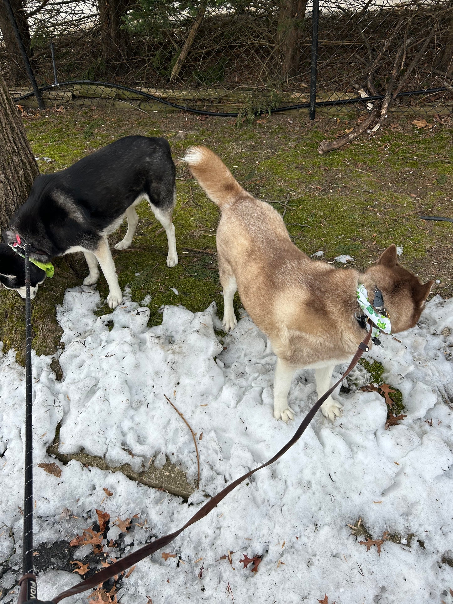 Social Time/Pack Walks