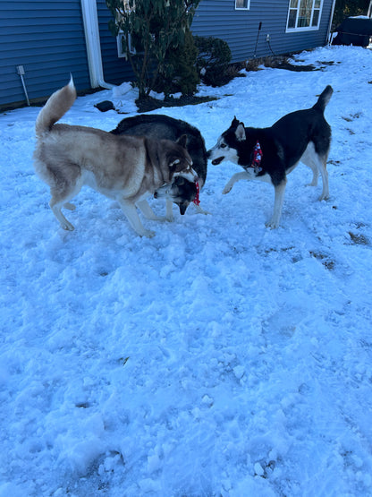 Social Time/Pack Walks