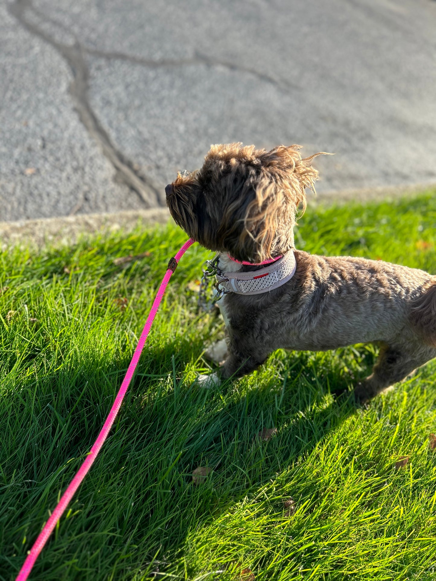 Leash Work