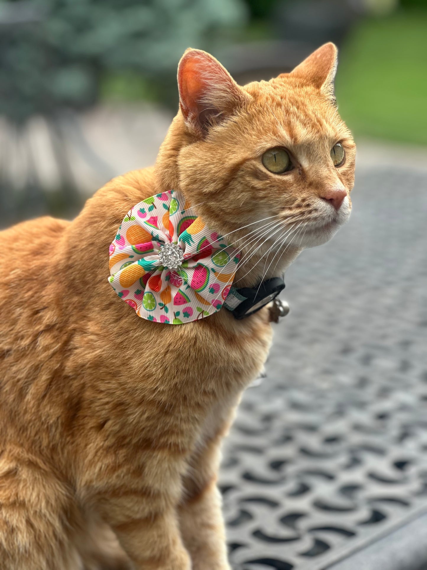 Drop In Visits/Pet Sitting