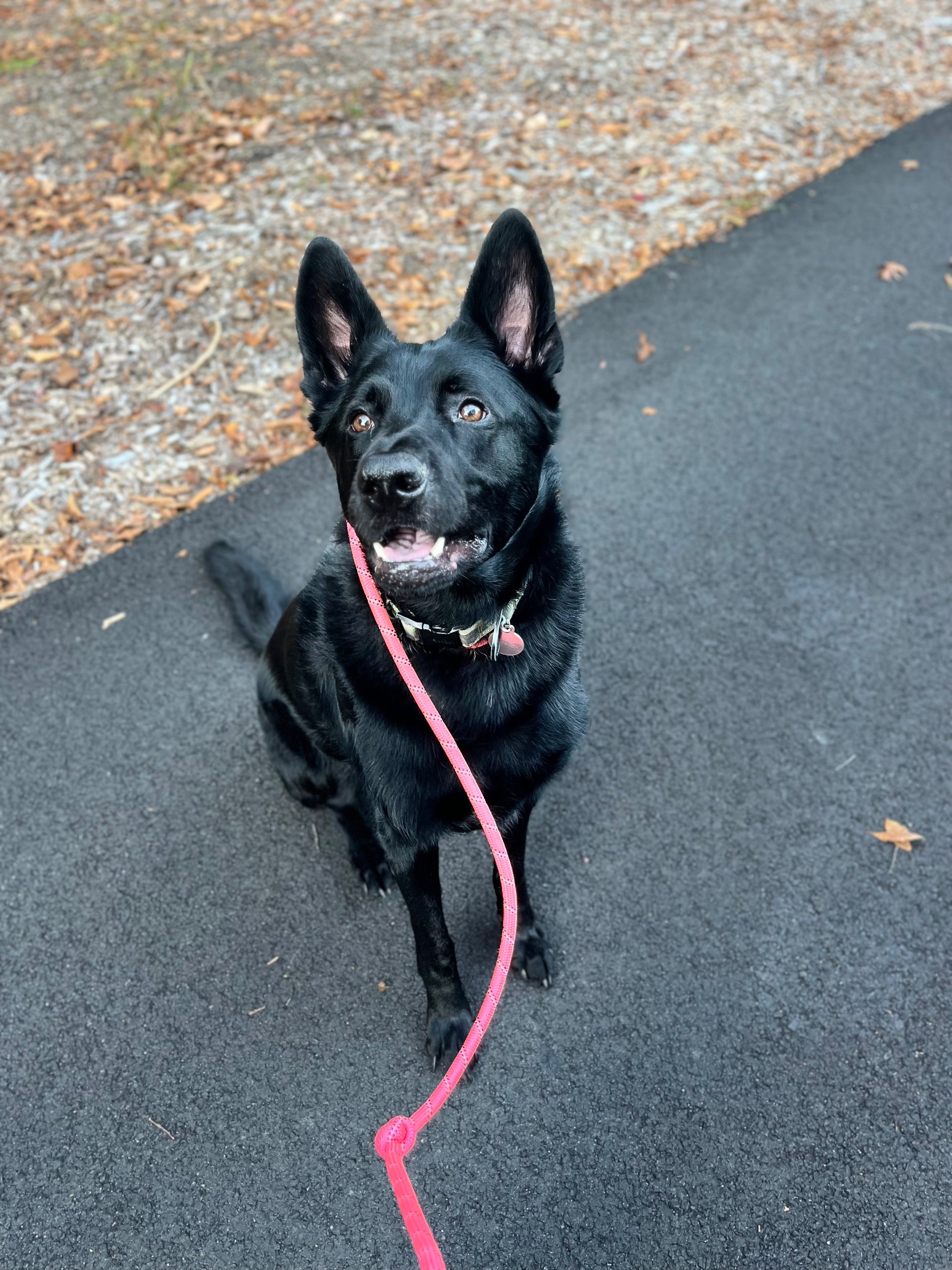 Ridgeback best sale husky mix
