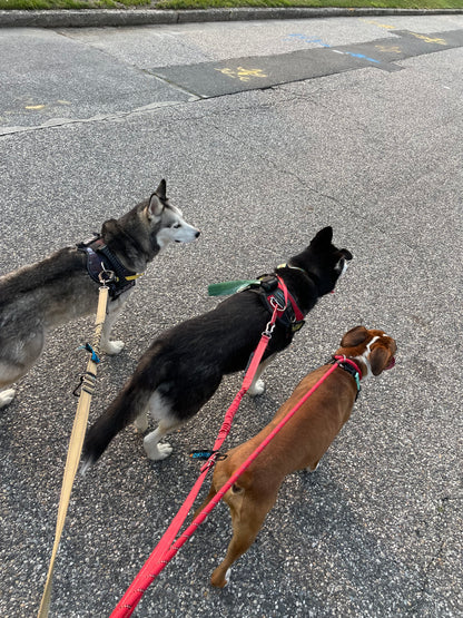 Social Time/Pack Walks