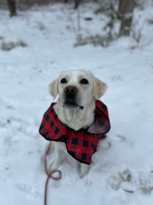 Pet Care Services Baileys Buddies