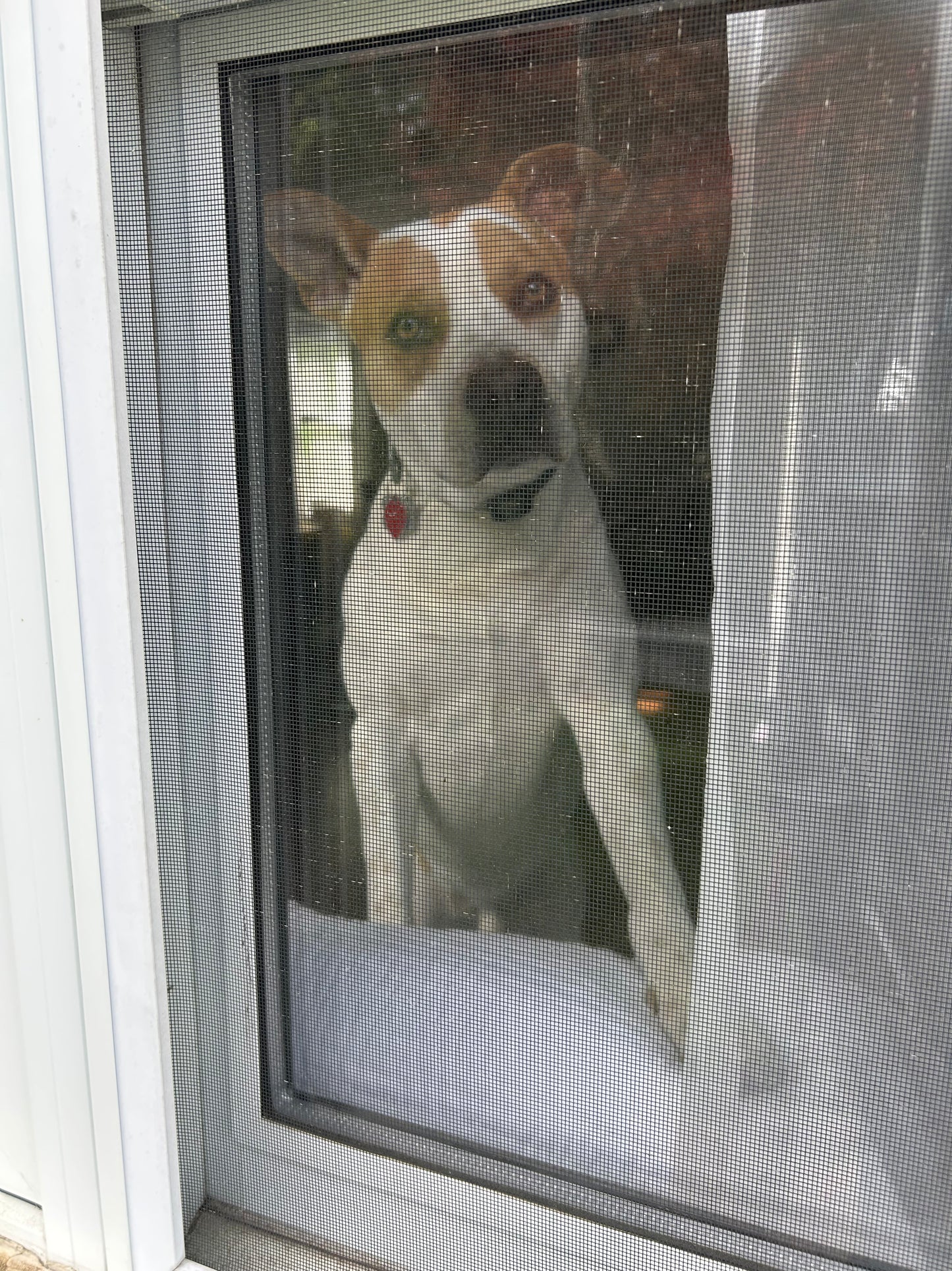 Drop In Visits/Pet Sitting