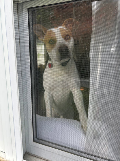 Drop In Visits/Pet Sitting