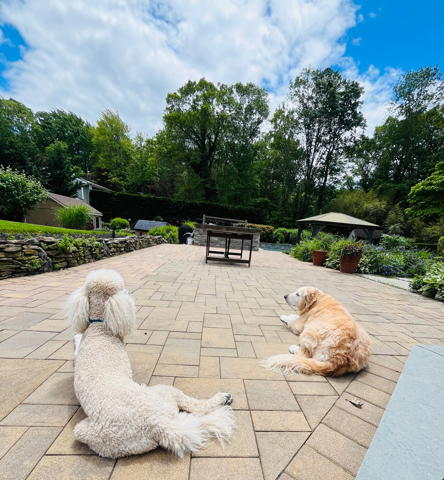 Drop In Visits/Pet Sitting